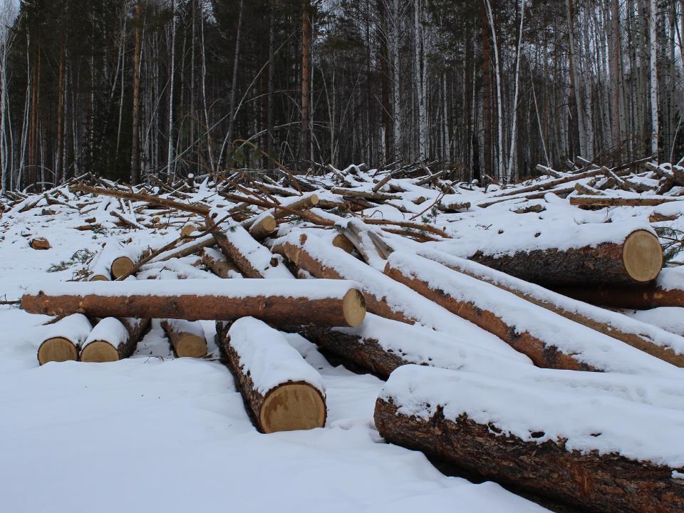 Иркутские активисты ОНФ выявили нарушения при заготовке древесины в Черемховском лесничестве
