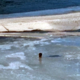 В Иркутске замечен плавающий по Ангаре на льдинах пес