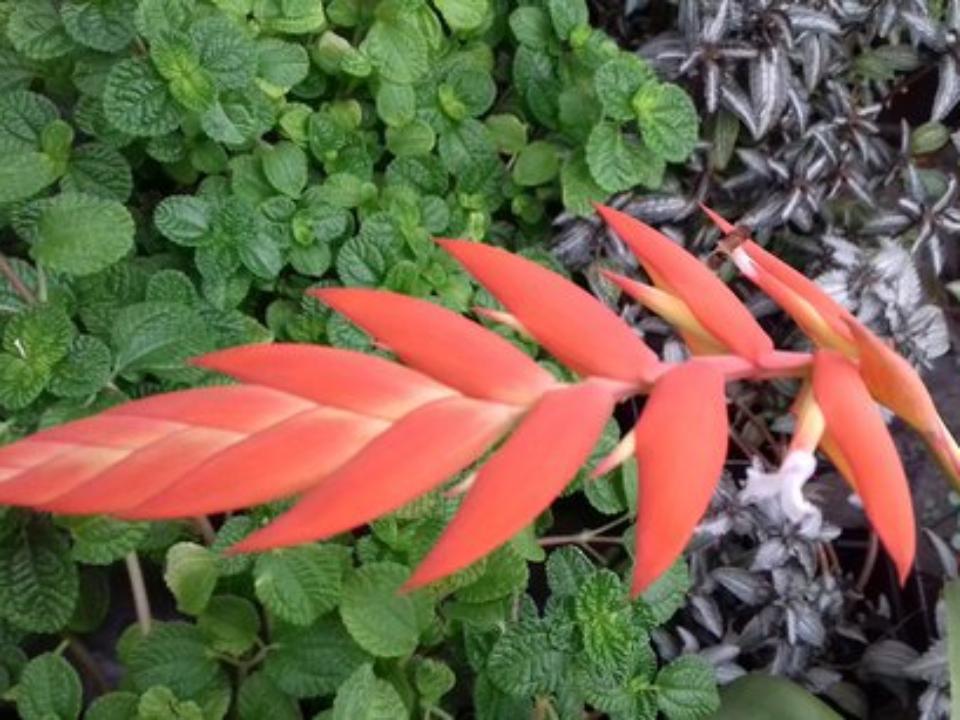 В Ботаническом саду ИГУ цветёт краснокнижная тилландсия Диера