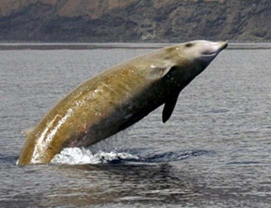 40 килограммов пластика обнаружили в мёртвом ките