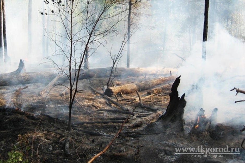 В Братском районе места лесных пожаров засеют семенами хвойных деревьев