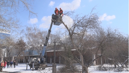 В Иркутске начались работы по формовочной обрезке деревьев