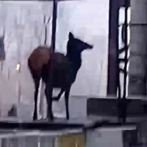 В Усть-Куте спасали от собак забежавших в город оленей