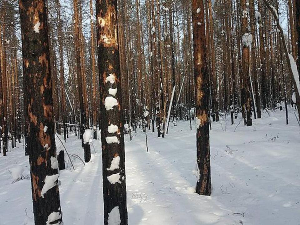 Эксперты: вырубка больных деревьев в заказнике "Туколонь" проводилась для оздоровления леса