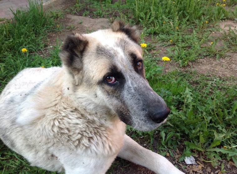 На отлов 161 бездомной собаки администрация Тайшетского района потратит около 400 000 рублей