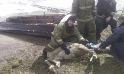 Спасатели вытащили из ледяного плена беременную самку изюбря в Усть-Куте Иркутской области