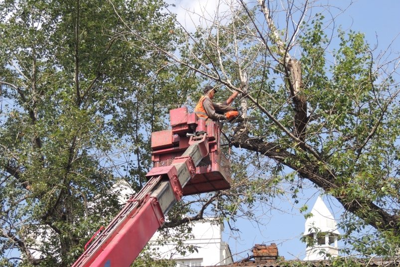 КСП Иркутска: Экономия на обрезке деревьев снизила качество озеленения — Иркутск.NEWS