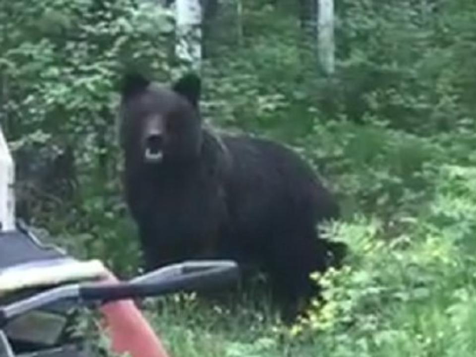 В Бодайбинском районе медведя приговорили к смертной казни за десять грабежей