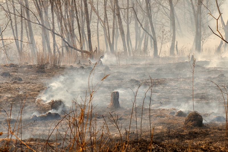 Шесть лесных пожаров ликвидировано за прошедшие сутки в Иркутской области
