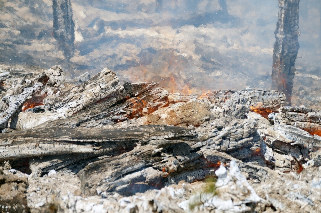 125 тысяч га горевшего леса потушили за сутки в Иркутской области