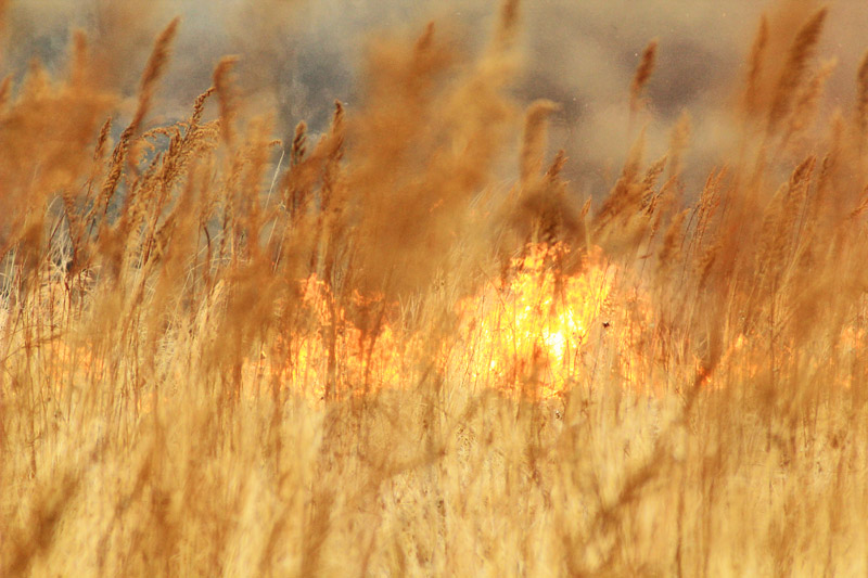 Пожар площадью 3,8 тысячи га потушен на территории «Заповедного Прибайкалья»