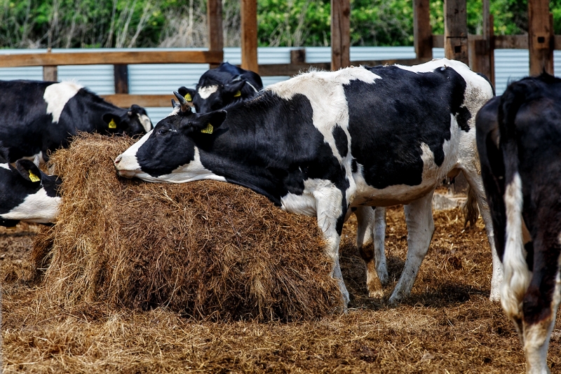 Правительство Приангарья: Экспертиза не нашла яд на пастбище, где летом погибли коровы