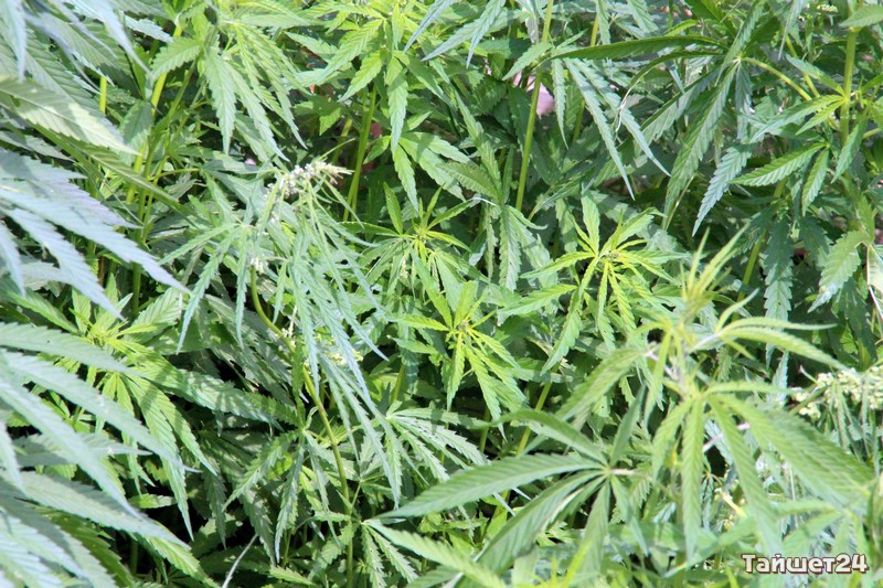 Жителю Бирюсинска грозит 10 лет за 300 граммов марихуаны