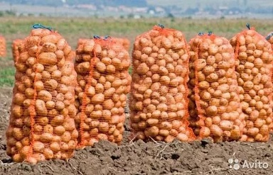 Иркутянка, продавая на «Авито» картошку, потеряла 70 тысяч
