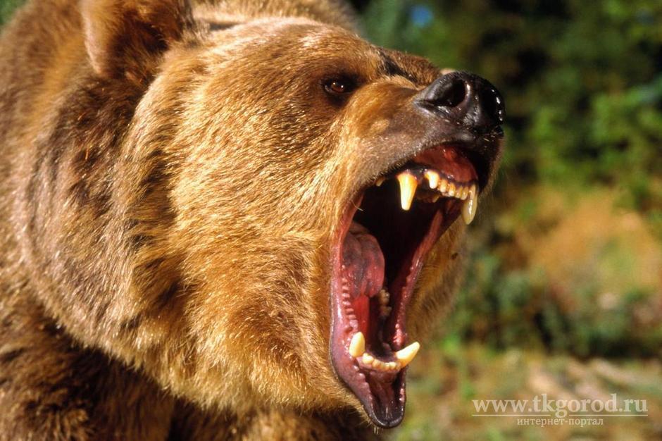 Медведь напал на школьника в центре Нижнеудинска