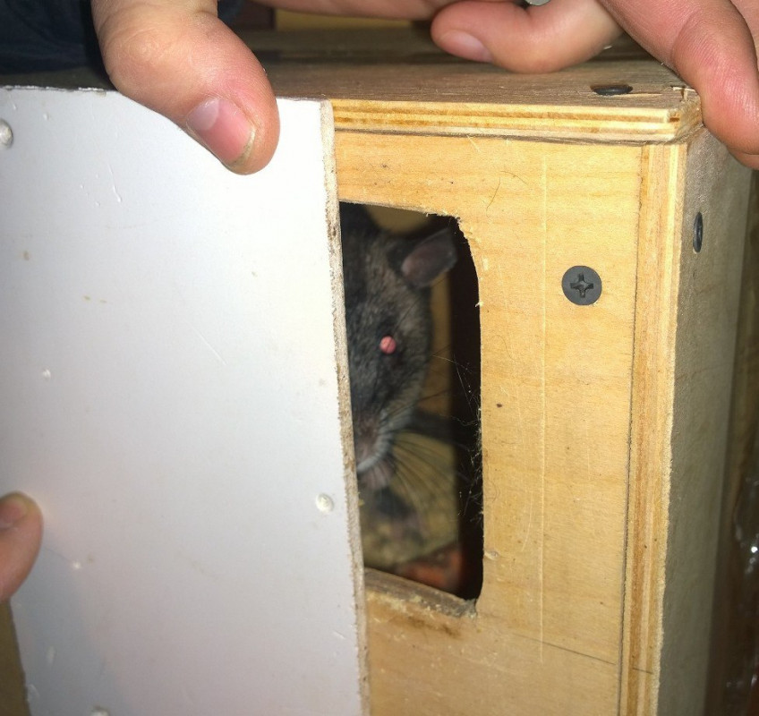 Самка гамбийской хомяковой крысы приехала к жениху в Иркутскую зоогалерею