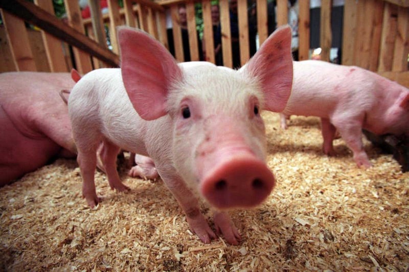 Африканская чума свиней. Памятка населению Тайшетского района
