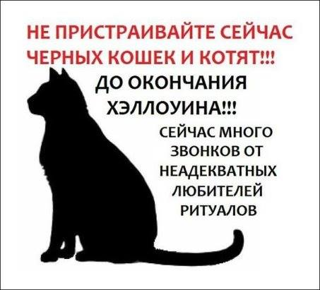 Зоозащитники в Иркутской области призывают не пристраивать чёрных котов до Хэллоуина