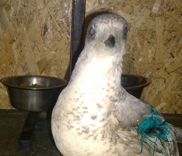 Раненую сизую чайку принесли в Иркутскую зоогалерею