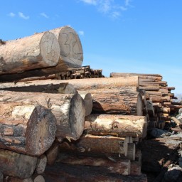 УФСБ России по Иркутской области пресечена вырубка леса в особо крупном размере