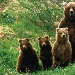 По Усть-Куту прогулялась медвежья семья