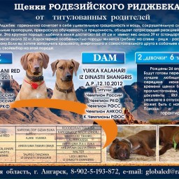 В Иркутске появились щенки родезийского риджбека