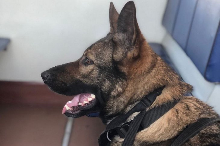 В Братском районе служебная собака нашла наркотики у пассажира поезда