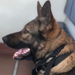 В Братском районе служебная собака нашла наркотики у пассажира поезда
