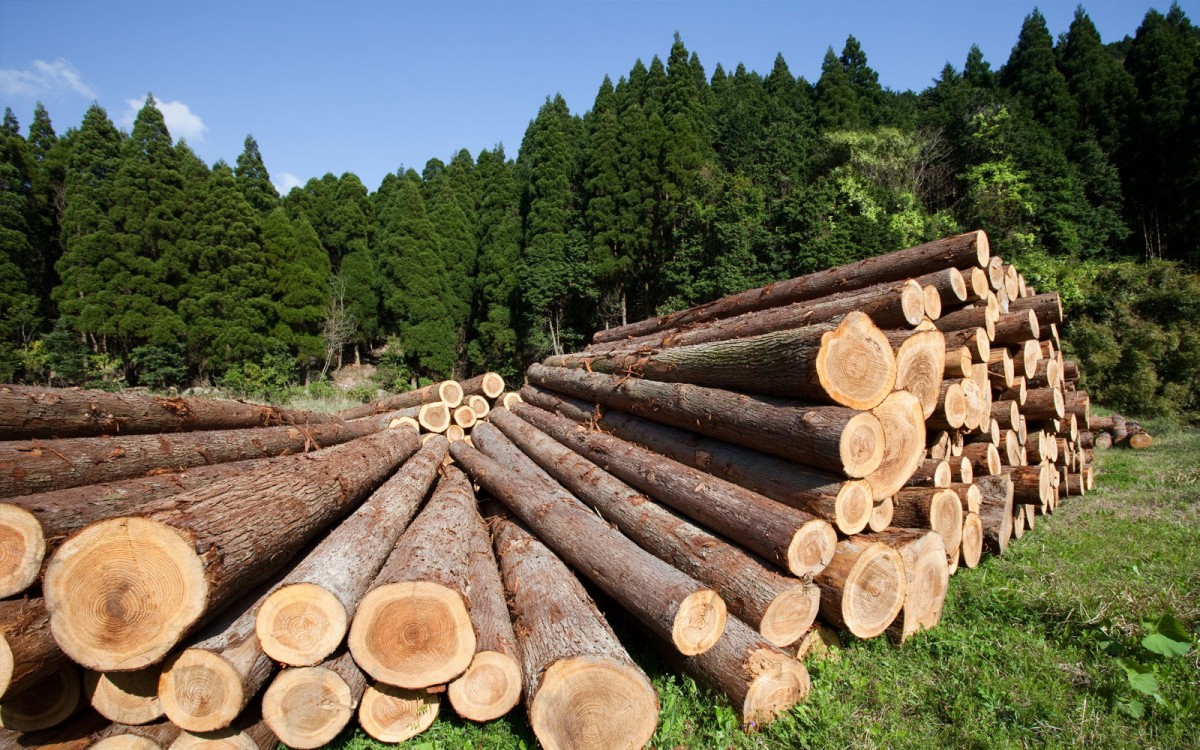 Жители Приангарья смогут подать заявление на получение древесины единожды, а не ежегодно