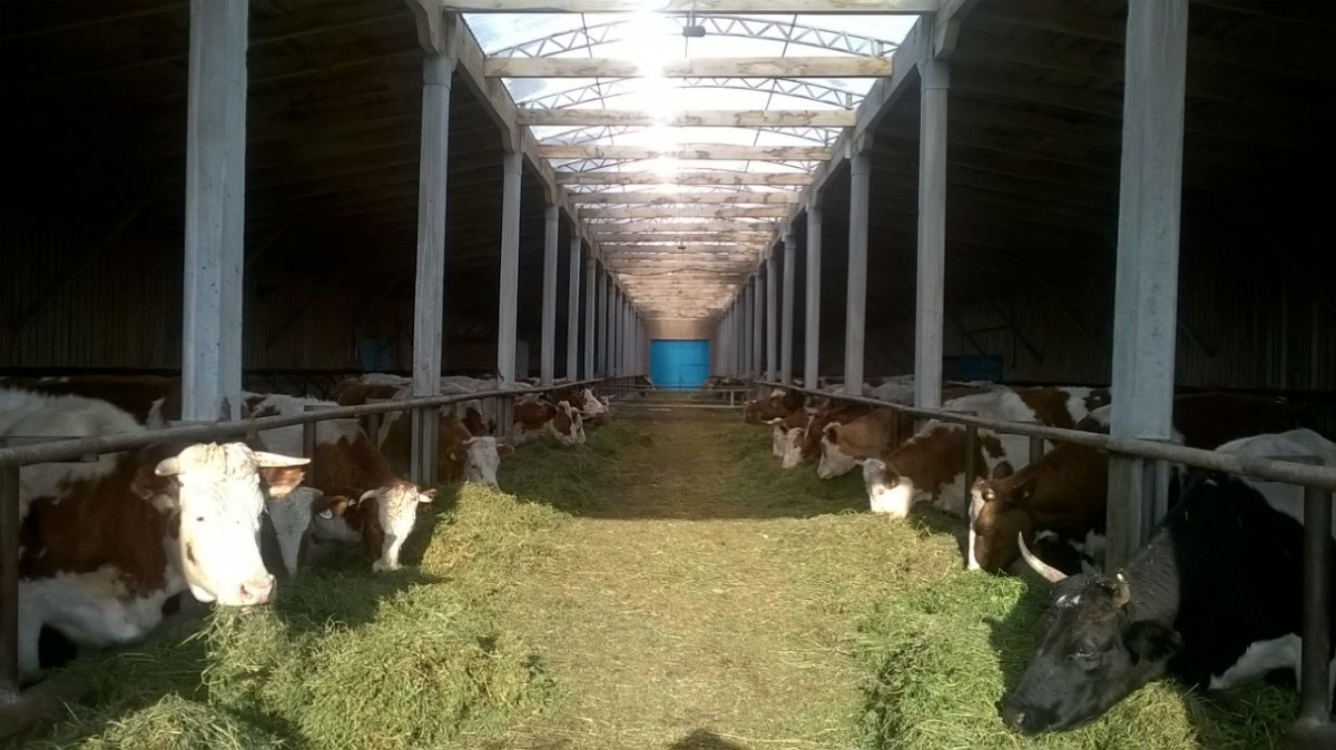 Семейная ферма с зелёным сеном и душем для доярок открылась в Эхирит-Булагатском районе