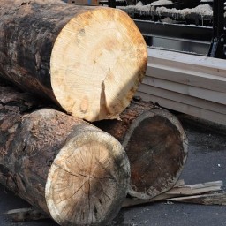 Предприниматель в Иркутской области подозревается в контрабанде леса на 3 млн рублей