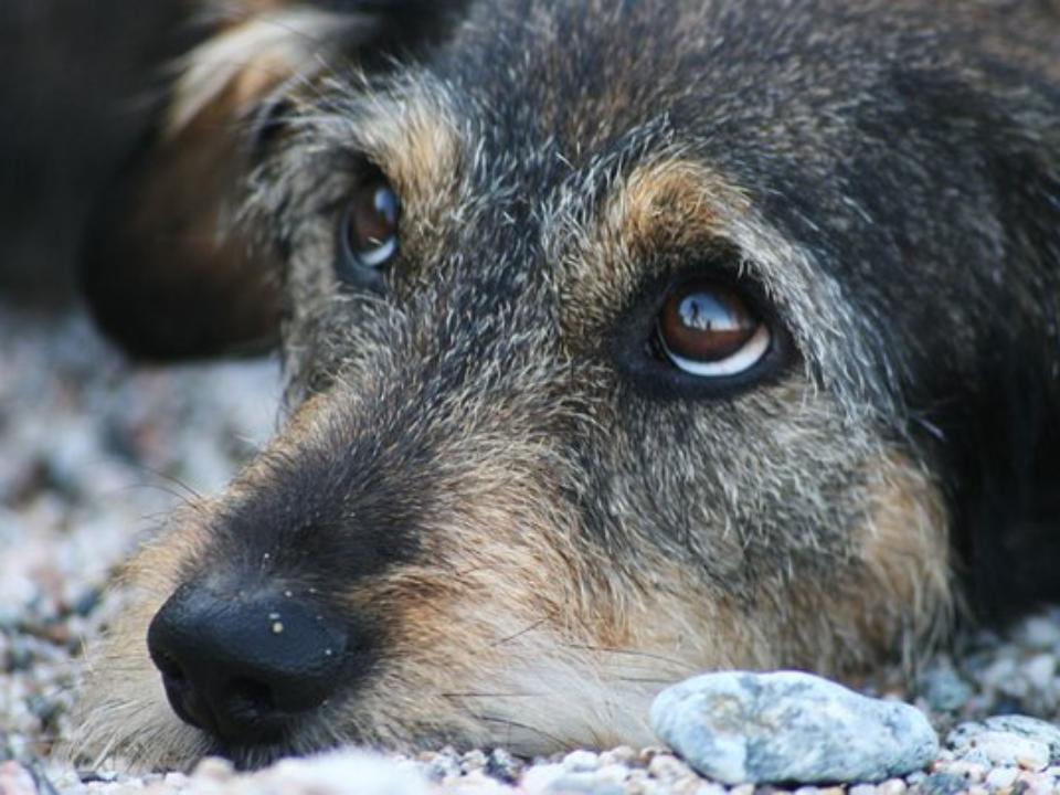 Питомник "К9" будет отлавливать бездомных собак в Иркутском районе