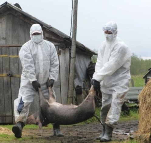 В Иркутском районе объявлен режим ЧС из-за африканской чумы свиней