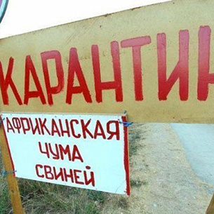 В Иркутском районе объявлен режим ЧС из-за африканской чумы свиней