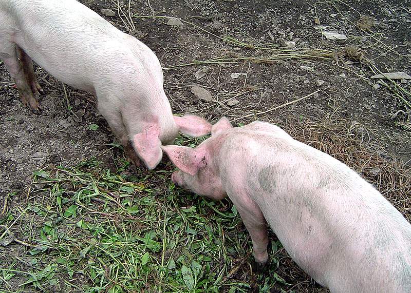 Карантин объявлен в Иркутском районе в связи с эпидемией африканской чумы свиней