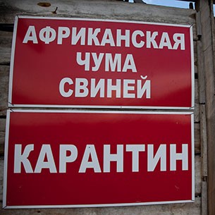 Губернатор установил карантин в Иркутском районе в связи со вспышкой чумы свиней