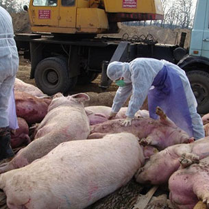Чуму свиней завезли в Прибайкалье, предположительно, из Ставрополья