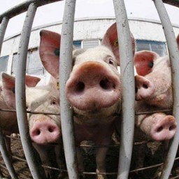 В Иркутском районе задержан автомобиль, вывозивший 15 свиней из очага АЧС