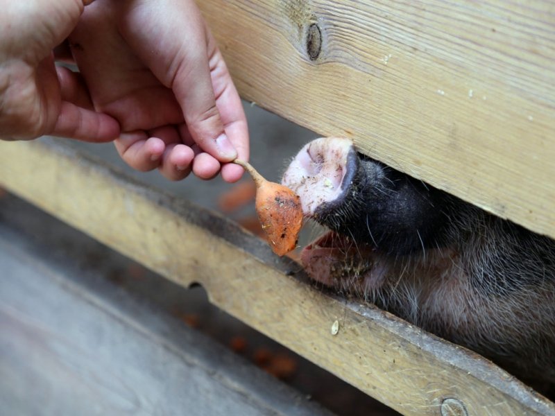 Служба ветеринарии Иркутской области установит размер ущерба от африканской чумы свиней
