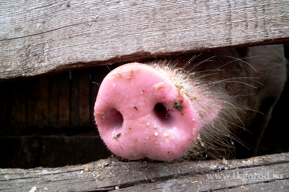 Африканская чума свиней посетила Иркутскую область