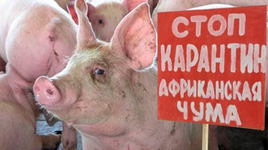 За свиней в зоне очага АЧС выплатят компенсацию