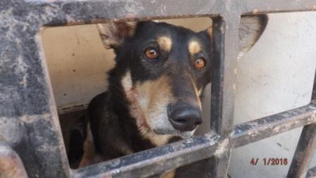 Бродячих собак отлавливают в карантинной зоне африканской чумы в Иркутском районе
