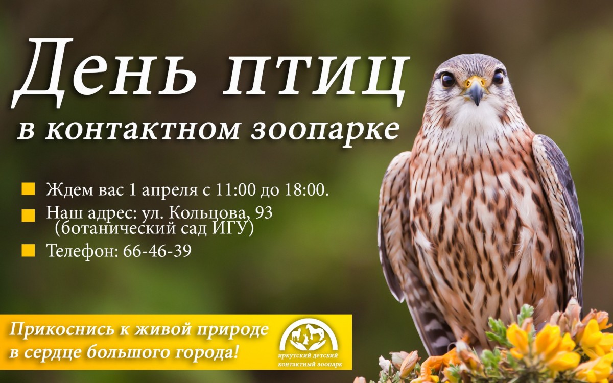 Конкурс на кличку для сыча объявит контактный зоопарк Иркутска на Дне птиц