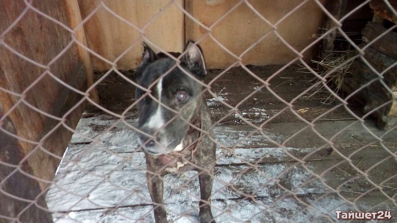 Брошенного в расселённом доме в Тайшете пса прооперировали