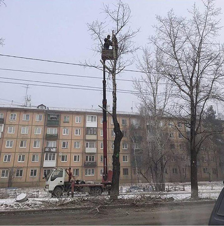 В Иркутске с начала года провели формовочную обрезку более пяти тысяч деревьев