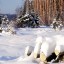 В Красноярском крае пожилой дачник спилил шесть деревьев на дрова и попал под уголовное дело
