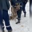Косуля застряла в заборе на улице Маршала Конева в Иркутске