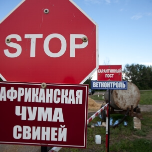 В Иркутской области разработали программу борьбы с африканской чумой свиней