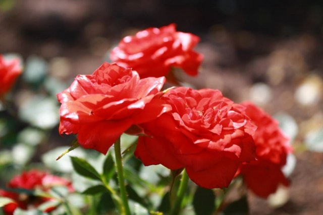 Налетчик в Иркутске ограбил цветочный павильон и подарил девушке охапку роз