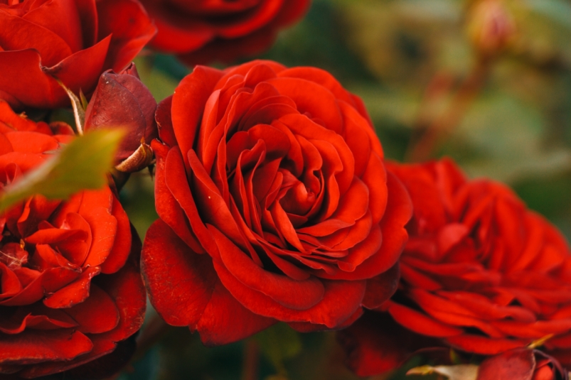 Серийный  налетчик-романтик вынес с павильона в Иркутске деньги и букет алых роз